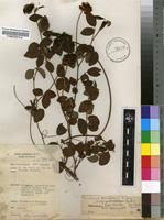 Image result for Eriosema parviflorum