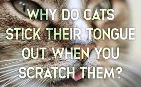 Why does my cat keep sticking his tongue out? Why Do Cats Stick Their Tongue Out When You Scratch Them Catwiki