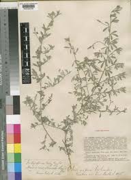 Image result for Microcharis