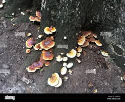 Image result for Ganoderma curtisii