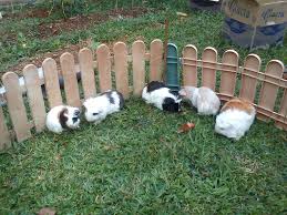 The answer is complicated and not definitive in guinea pigs were raised mainly as livestock. Guinea Pig Malaysia Kandalah Jack Cavy