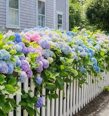 Hortensien Vorgarten Hydrangea Landscaping Hydrangea Garden Hydrangea Season
