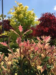 Maybe you would like to learn more about one of these? Hall S Garden Center On Twitter Japanese Falseholly Osmanthus Akebono S New Growth Set Against A Fullmoon Maple Jordan Blinding Yellow Color Https T Co M5ztzwmnpr