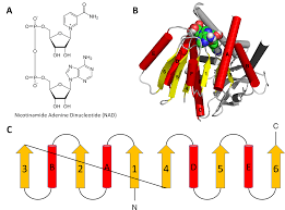 Chapter 2 Protein Structure Chemistry