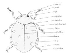 Pin By Elizma Gerber On Bugs Ladybird Drawing Beetle Drawing Teaching Art