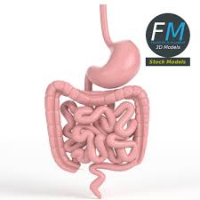 Anatomy Human Gastrointestinal Tract By Francescomilanese85 3docean