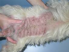 Your doctor may call this flea allergy dermatitis (fad) or fleabite hypersensitivity. Skinvet Clinic Faq Flea Allergy Dermatitis Veterinary Dermatology And Allergy Issues