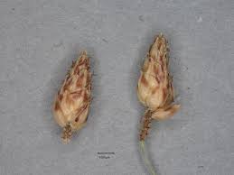 Image result for Vahlia dichotoma