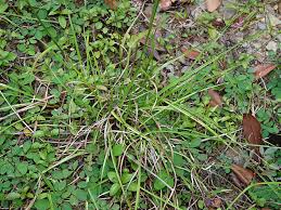 Image result for Rhynchospora rugosa