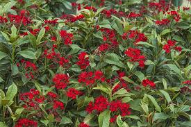 Image result for Jatropha seineri