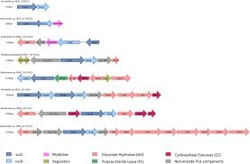 Scopri le ultime notizie, gli eventi con i luoghi e le date di cersosimo. Multi Omic Directed Discovery Of Cellulosomes Polysaccharide Utilization Loci And Lignocellulases From An Enriched Rumen Anaerobic Consortium Applied And Environmental Microbiology