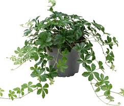 Image result for Cissus