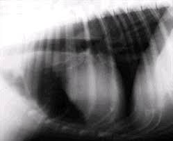 Treatment of megaesophagus in cats. Megaesophagus In Dogs Veterinary Partner Vin