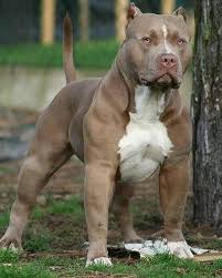 Your happy american pit bull terriers have arrived! Planet Bullies On Instagram What Breed Do You Think Is The Strongest Follow Bullymagazine For Mo Bully Breeds Dogs Pitbull Terrier Aggressive Dog