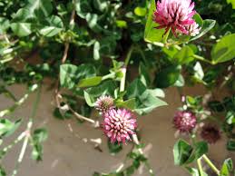 Image result for Trifolium isthmocarpum