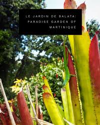 Exploring Martinique Le Jardin De Balata Beautiful Gardens Paradise Garden Jardin