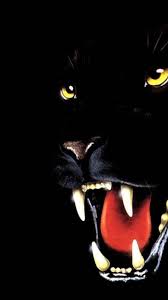 Black Wallpaper Animal Nosirix