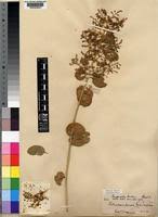 Image result for Salvadoraceae