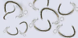 Limbricii au o formă alungită cu un curs necomplicat de limbrici, prognosticul este favorabil. Metode Naturale Paraziti Divahair Ro