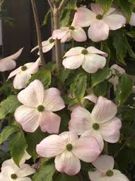 Dogwood Tree Kousa Stellar Pink Spring Color Pale Pink Fall Color Red More Disease Resistant Than Other Wonderful Flowers Dogwood Trees Planting Flowers