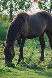 Oui… le cheval canadien est le cheval national du canada. Le Cheval Canadien