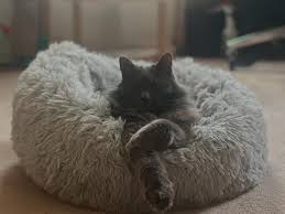 Living the Dream. 💫