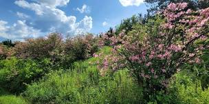 Azalea Fields Pittsfield State Forest