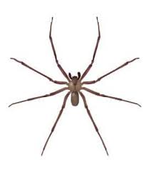 Brown Recluse Spiders In Tennessee Common Spiders In Middle Tn