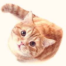 Check spelling or type a new query. Treating A Low White Blood Cell Count In Cats Petcarerx