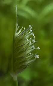 Image result for Dactyloctenium australe