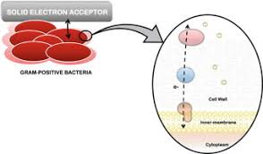 They can be divided into three types based on their response to gaseous oxygen. Electroactivity Across The Cell Wall Of Gram Positive Bacteria Sciencedirect