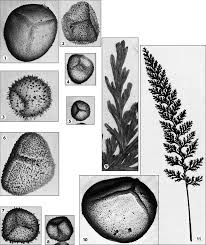 Image result for Trichomanes