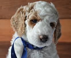 Puppies they are fantastic quality and are out of parents with super, friendly personalities.mum is my stunning goldendoodle shown in the photos. Lakeside Pups