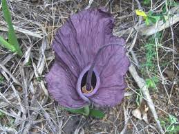 Amorphophallus Mossambicensis Inhajange Form Unusual Plants Unusual Flowers Strange Flowers