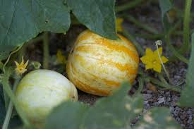 If your plant is not getting enough water, its leaves will start to droop so the plant can prevent excess transpiration. Grow Lemon Cucumbers For A Fresh Twist On A Classic Vegetable Better Homes Gardens
