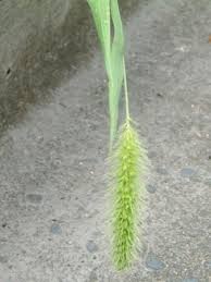 Image result for Setaria viridis