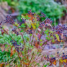 Image result for Clutia galpinii