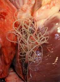 See full list on allthingsnature.org Heartworms Pets Parasites The Pet Owner S Parasite Resource