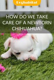 When you finally see your chihuahua puppy do their business outside, be sure to give them lots of praise. How Do We Take Care Of A Newborn Chihuahua Chihuahua Newborn Chihuahua Dogs