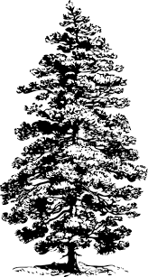 Pine Tree Drawings Pine Tree Clip Art Tree Sketches Pine Tree Drawing Tree Tattoo