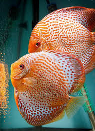 Pin By Shannon Mann On Cantiknya Ikan Ikan Hias Discus Fish Fresh Water Fish Tank Aquarium Fish