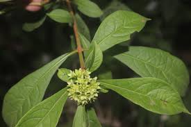 Image result for Rotheca luembensis