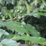 Image result for Aidia micrantha