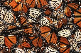 I have another great butterfly craft to share with you today! Monarch Butterfly Danaus Plexippus Photograph By Art Wolfe