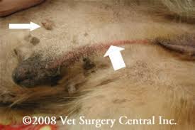 Still, in order to be sure that your pet is safe and healthy, you'll need to recognize the symptoms of his condition. Animal Surgical Center Of Michigan Veterinarian In Flint Mi