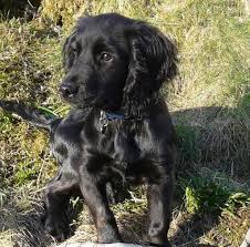 You may reserve your puppy today with a deposit of $100.00 by credit card (highly recommended). Black Border Collie Field Spaniel Puppy