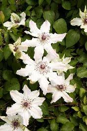 'viva polonia' clematis blooms on both old wood and new wood. Vancouver Fragrant Star Clematis