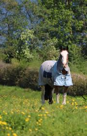 The complete guide to midges in scotland. Managing Fly And Midge Irritation In Horses And Ponies Department Of Agriculture Environment And Rural Affairs