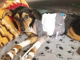 The doctor can monitor your baby's heartbeat in a couple of fetal heart rate monitoring risks. Problems Of The Heart A Puppy S Journey Friendship Hospital For Animals
