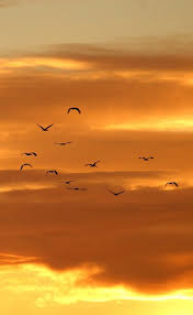Birds Flying In The Sky Sunset Birds Flying On Sky Bird Pictures Birds In The Sky Sky Aesthetic